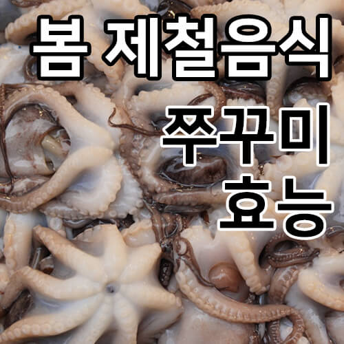 쭈꾸미 효능 썸네일