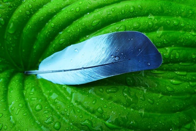 깃털-보는-꿈-해몽