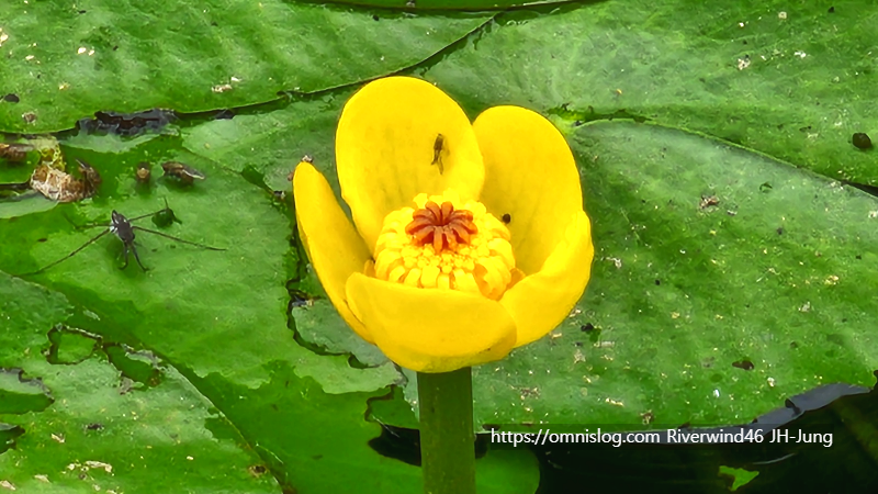 남개연꽃 개연꽃 한대수련