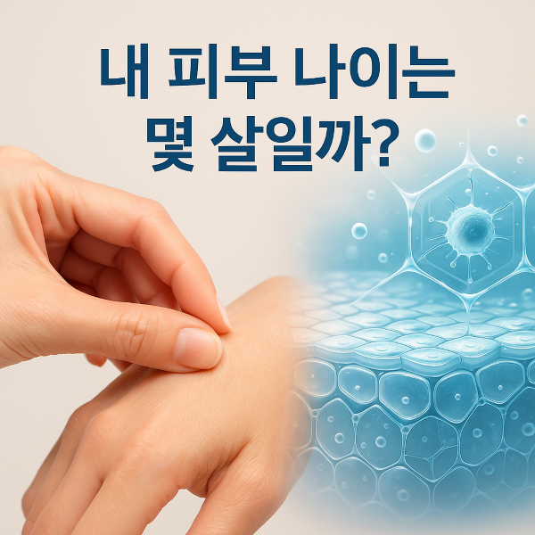 "여성의 손이 손등 피부를 꼬집는 모습과 옆에 피부 세포 구조를 나타내는 과학적 그래픽이 함께 배치된 피부 나이 자가진단 컨셉 이미지"