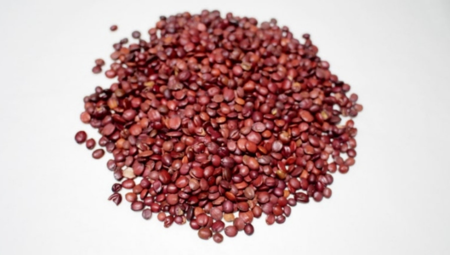 야생에서 채취를 한 산조인을 깨끗하게 세척한 후에 건조시킨 것을 하얀 바닥 위에 수북하게 놓아두고 찍은 사진