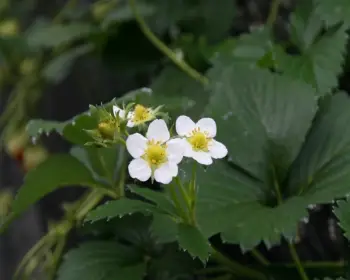 양평딸기 송어축제_4