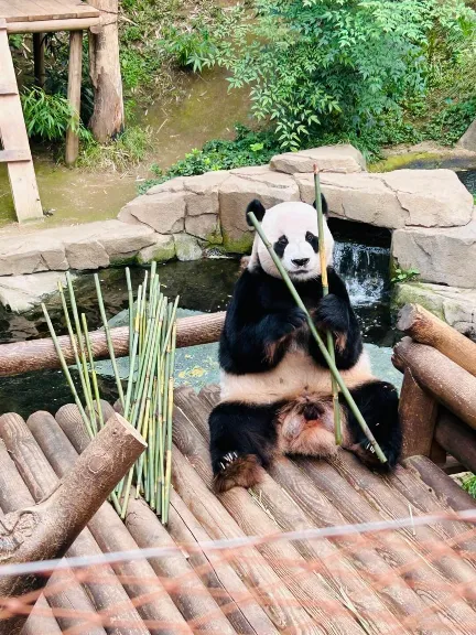 에버랜드 푸바오 예약 시간 관람 꿀팁