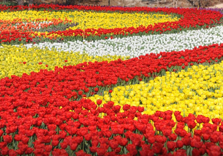 코리아플라워파크 정보 안내