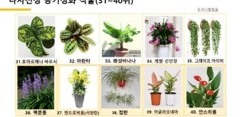 공기정화식물 추천 초보친화 관리쉬운 종류 물주기 빛 관리 가이드_33