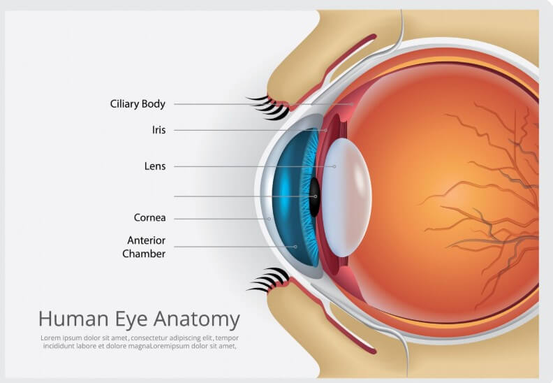 측면에서 본 안구의 부위별 설명