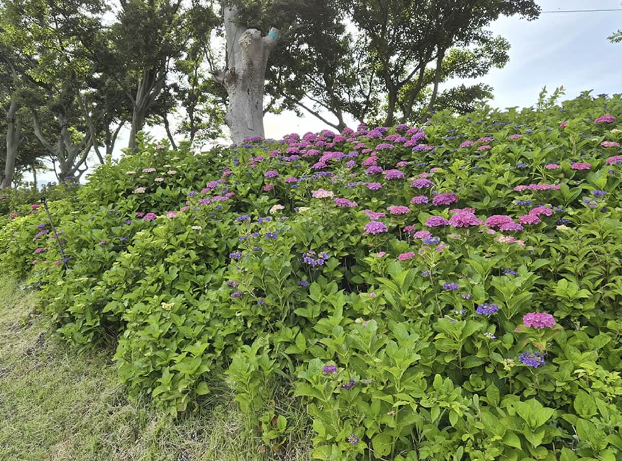 신안 도초도 섬 수국축제