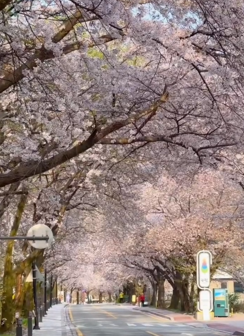 충남 벚꽃 명소 드라이브 코스 베스트 5 (각원사&amp;#44; 원성천&amp;#44; 공주 동학사&amp;#44; 서산 문수사&amp;#44; 서산 개심사 )