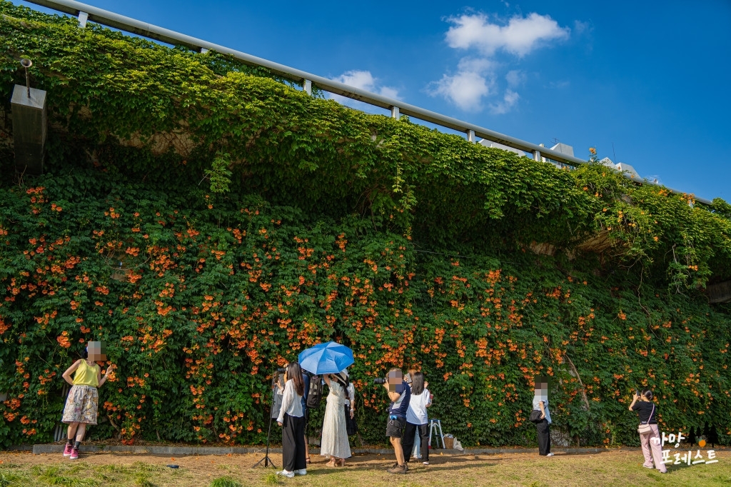 뚝섬 능소화군락지 포토존