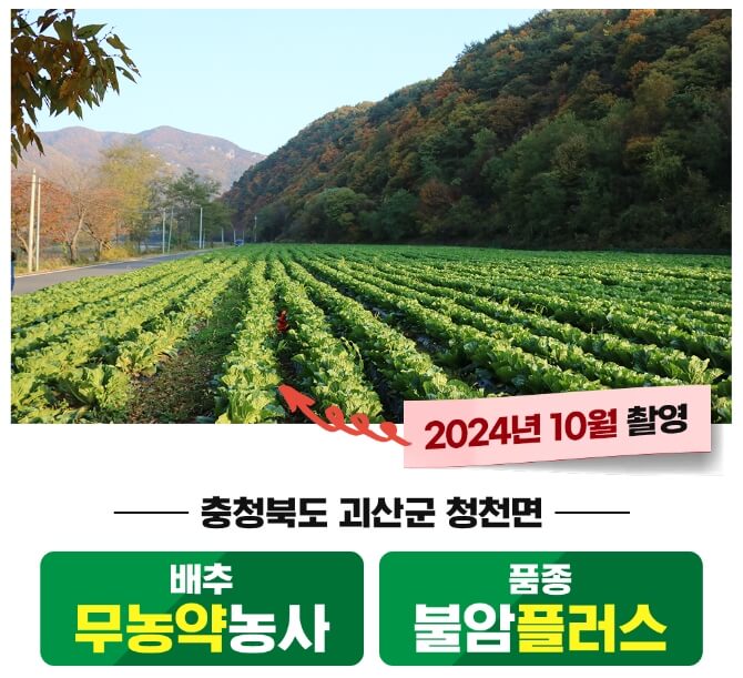 괴산 절임배추20kg