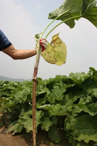 우엉 재배 깊이 갈기 직파 요령 곧게 키우기_6