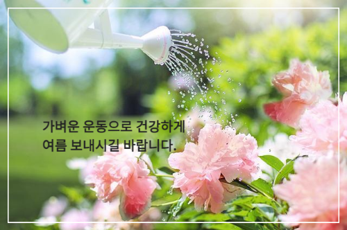 분홍색 모란 꽃에 물 주고 있는 물뿌리개