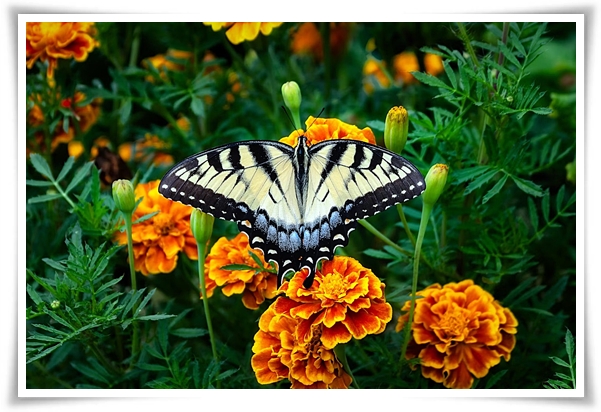 화초 "메리골드(금잔화)" 가을 정원에 황금빛 행복을 심어 보세요!