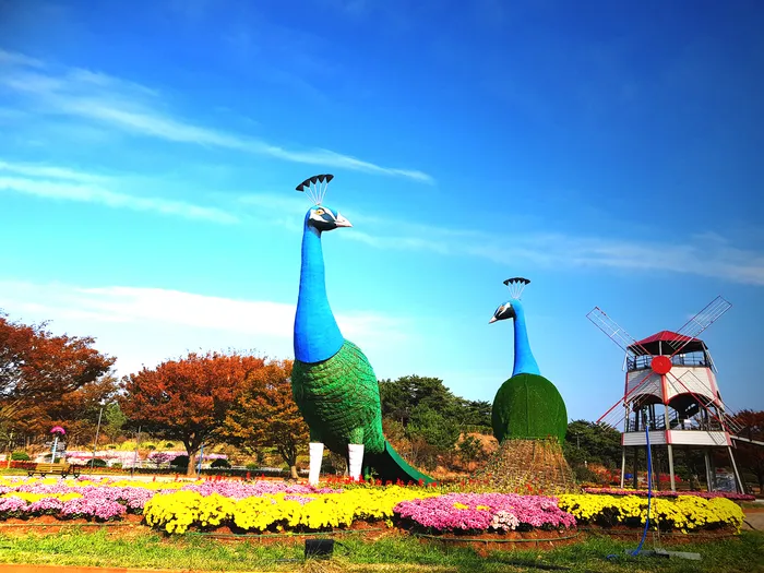 [당일치기 추천] 태안 가을꽃박람회 코리아플라워파크 행사정보 및 주차장 안내