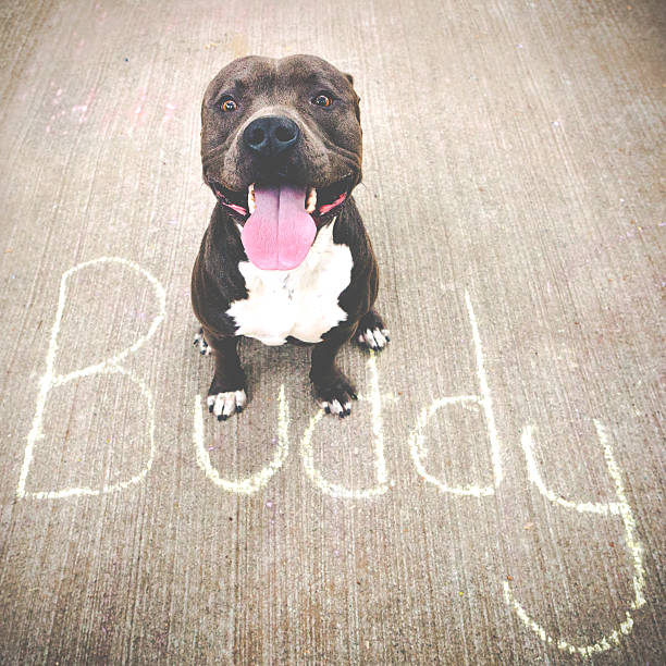 강아지 이름 짓는 팁