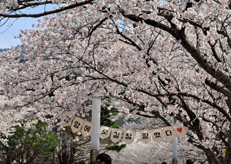 영암 왕인문화축제3