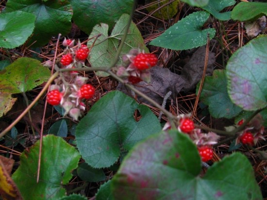 제주도 겨울딸기 저슬탈
