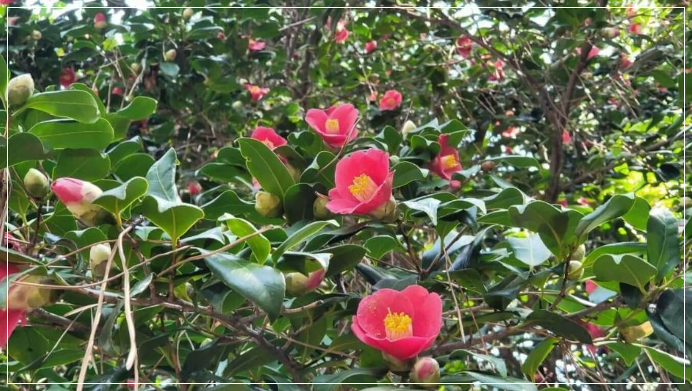 여수 가볼만한곳 베스트10 오동도