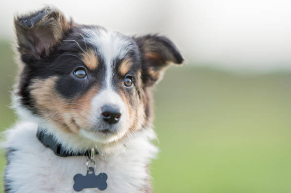 puppy behavior development