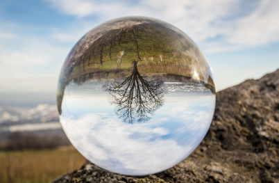 구에 비친 나무