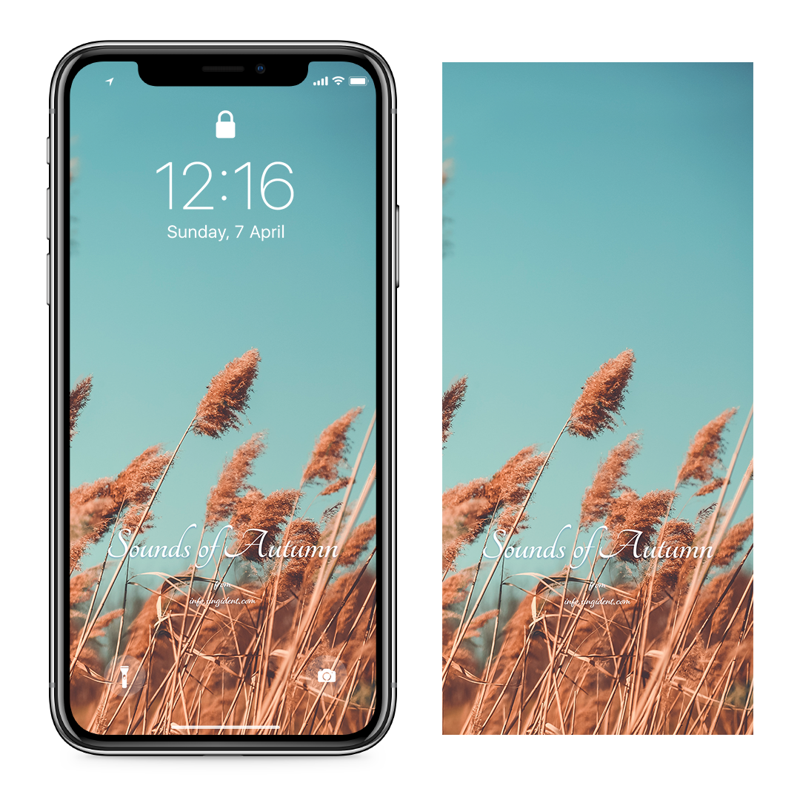 02 갈대 C - Sounds of Autumn 아이폰가을배경화면