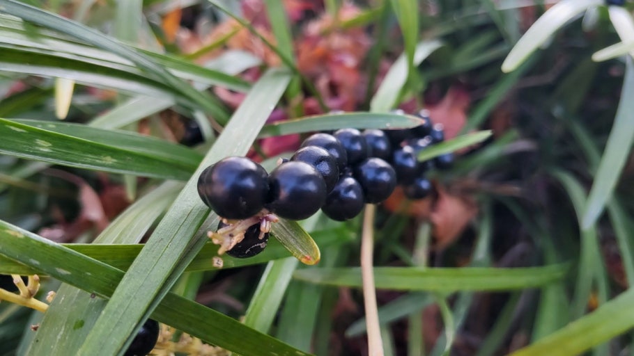 맥문동 효능 먹는법 주의할점 맥문동차
