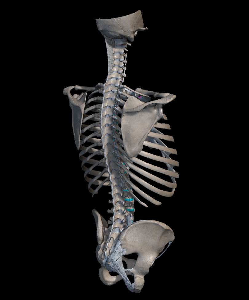 허리 디스크 다리 저림 증상 원인