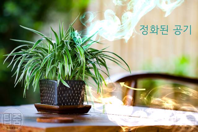공기정화식물 키우기 효과 종류 추천 스파이더플랜트
