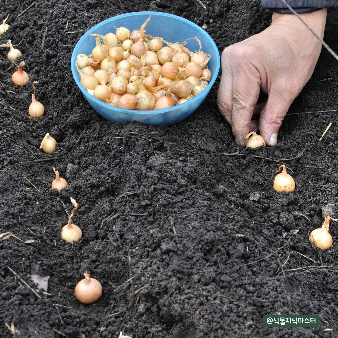 양파 모종 심기