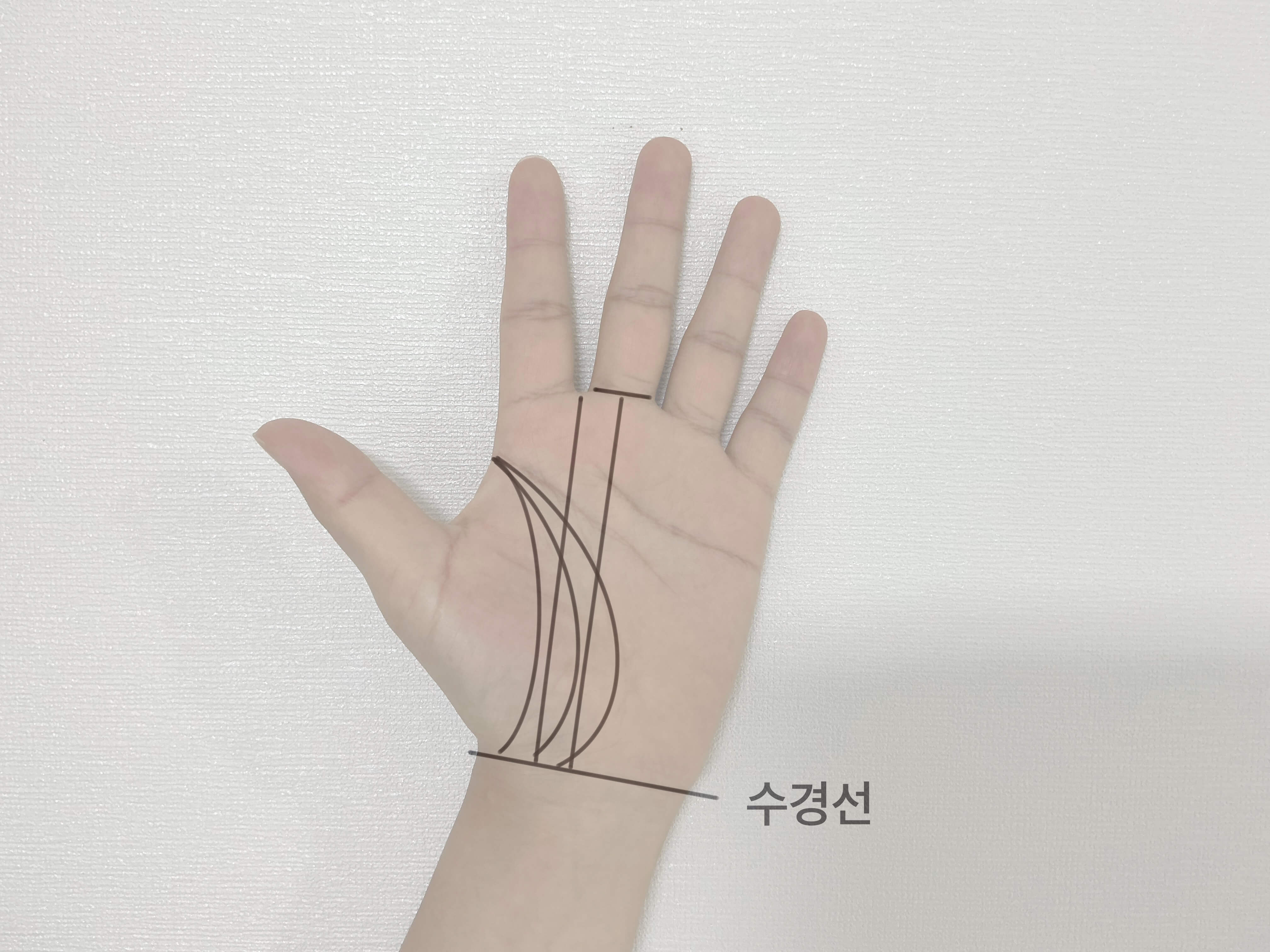 생명선의 커브
