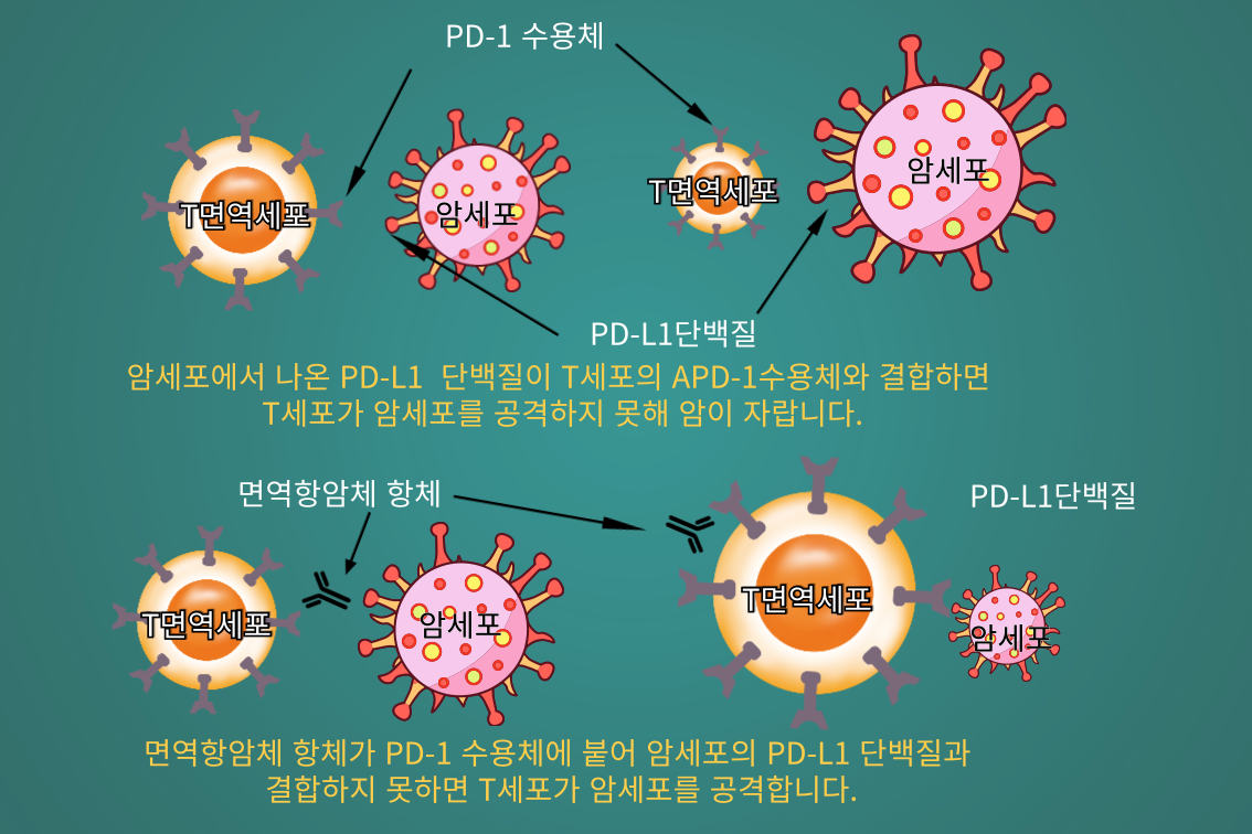 암세포와 T면역세포의 작용 원리