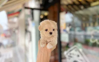 말티푸가격 2024년 솔직한 분양가 정보_5