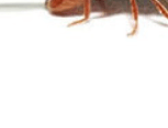 권연벌레
