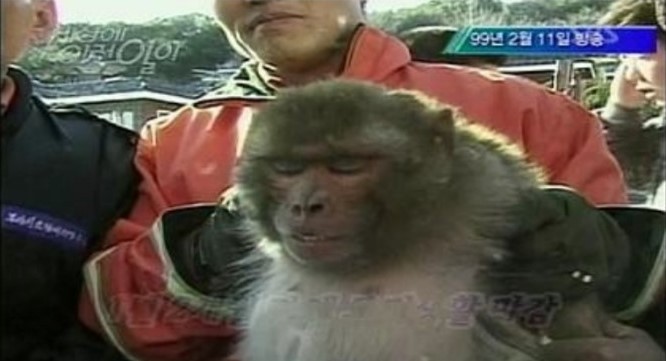 신창원 원숭이