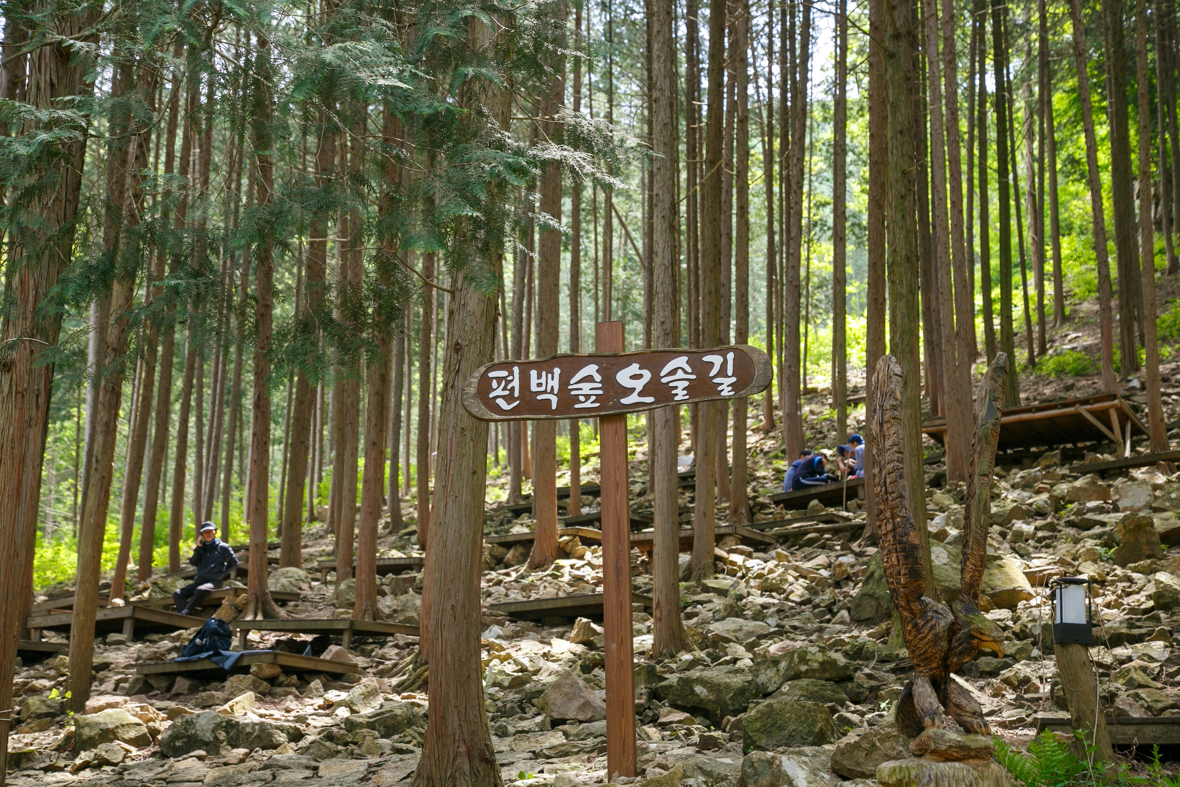 완주 공기마을 편백나무 숲 편백숲