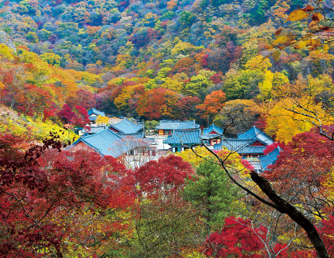 내장산 이미지1