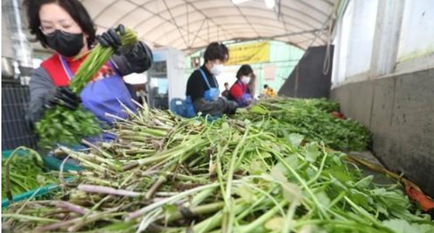 2025 경남 양산 원동 미나리축제 