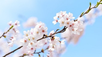 2025년 지역별 벚꽃 개화 및 만개 시기 총정리