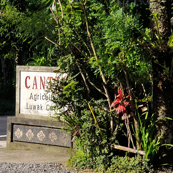발리 루왁 커피 농장: Cantik Agriculture Luwak Coffee (캔틱 루왁 커피)