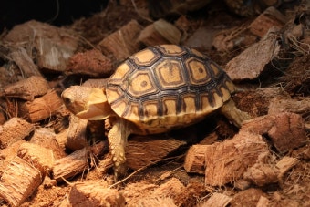 거북이를 반려동물로? 인기 있는 육지거북 3종 비교