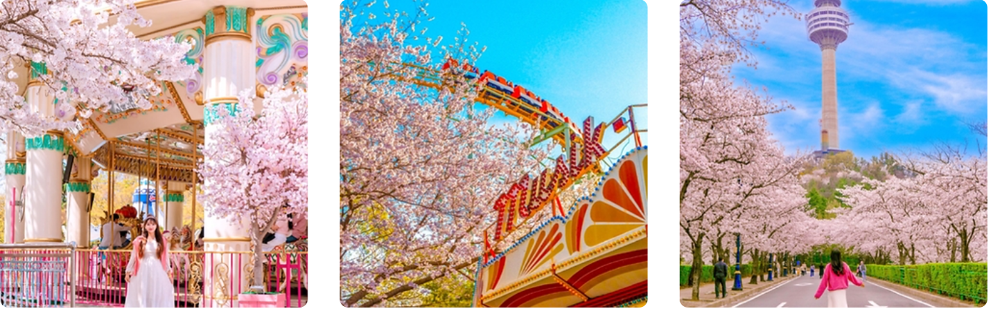 2025년 전국 벚꽃 축제 베스트 10 ❘ 놓치면 후회할 벚꽃 명소