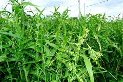 율무 재배 배수로 확보 여름 장마 대비 건조 수확_4