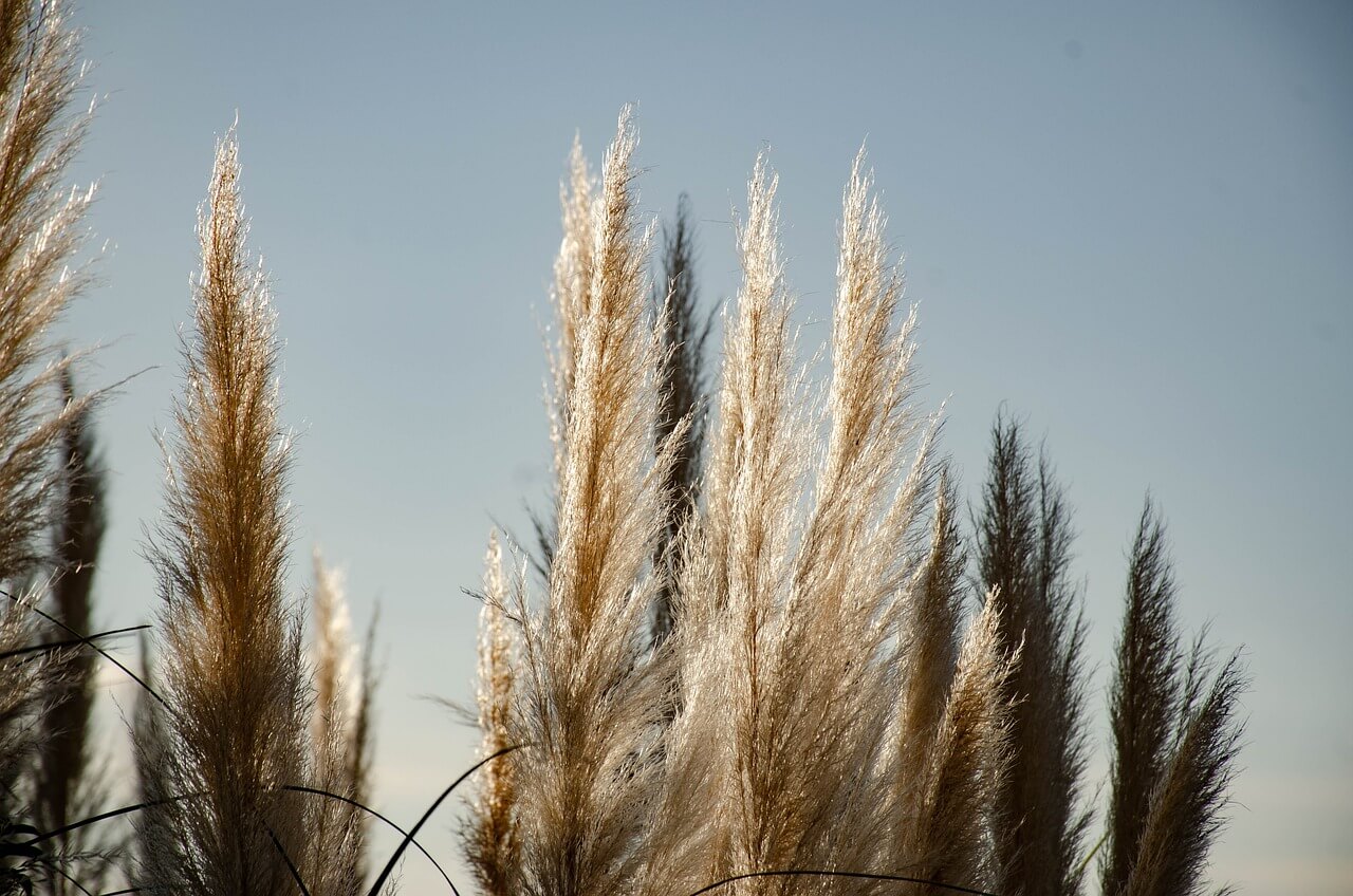 2024 하늘공원 억새축제 안내