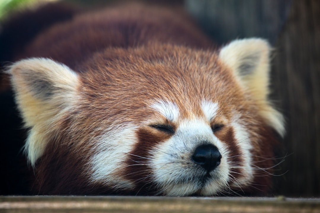 Sleep deprivation.