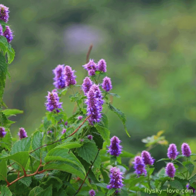 성인병 예방에 효과적인 배초향