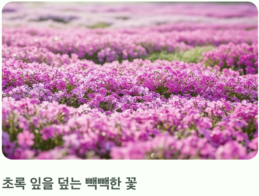봄, 땅에 깔리는 분홍빛 융단