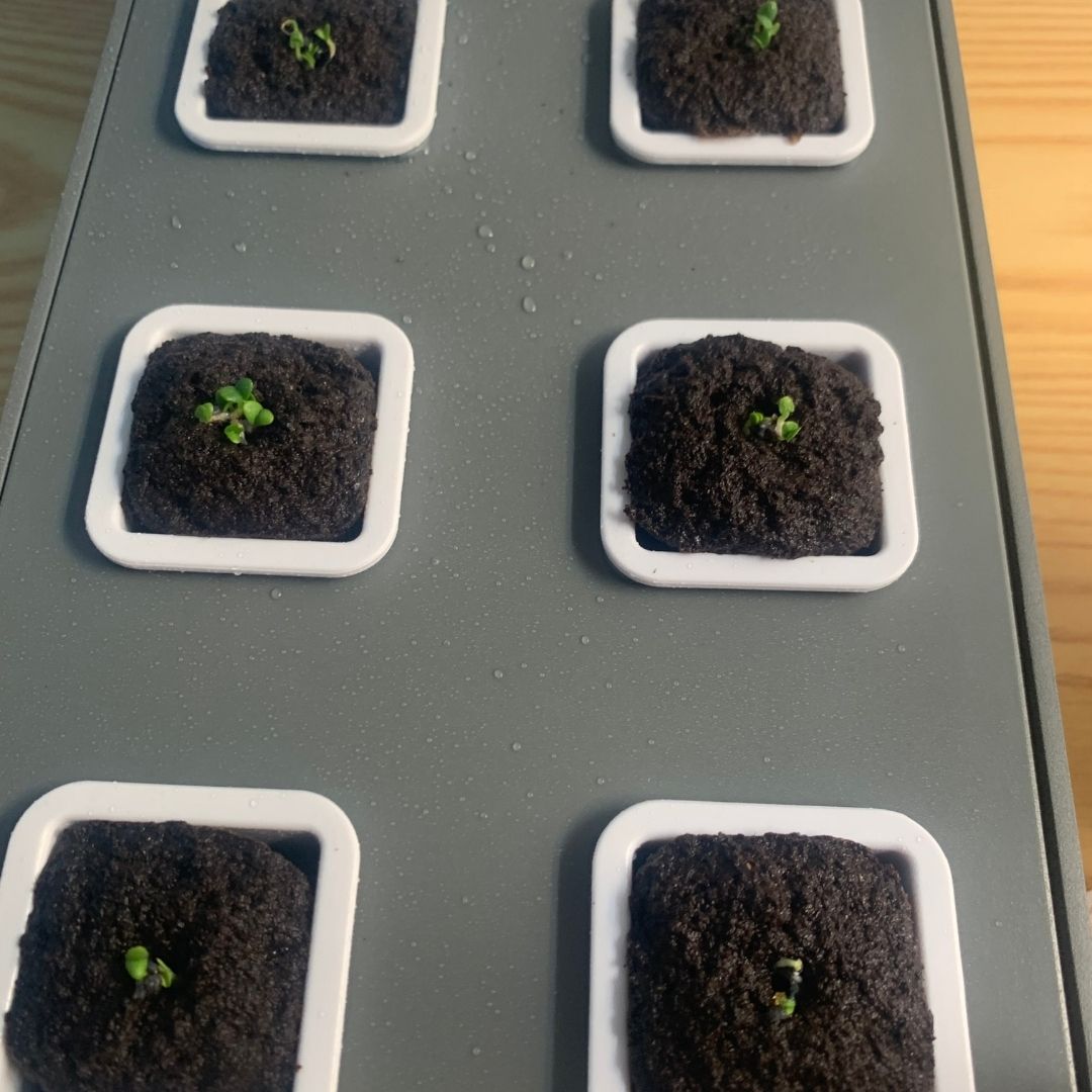 바질 키우는 방법