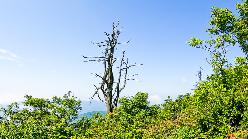 가리왕산 고사목
