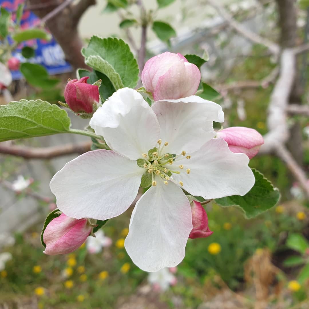 제 3회 문경 사과 꽃 축제 기본일정과 특징 소개