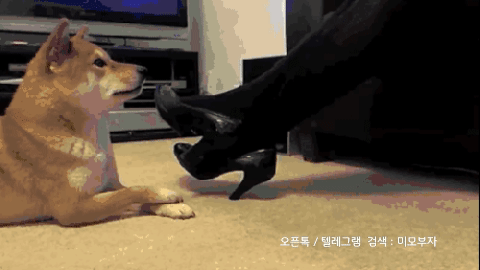 움짤
